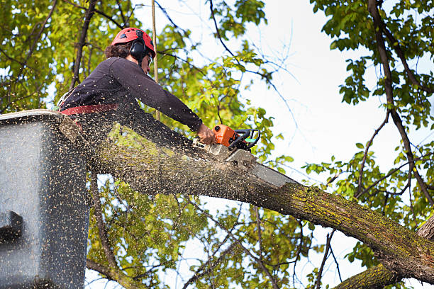  Start, LA Tree Removal Pros